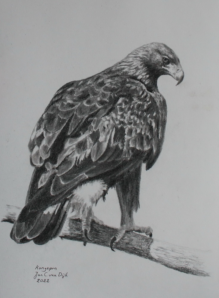 Golden eagle